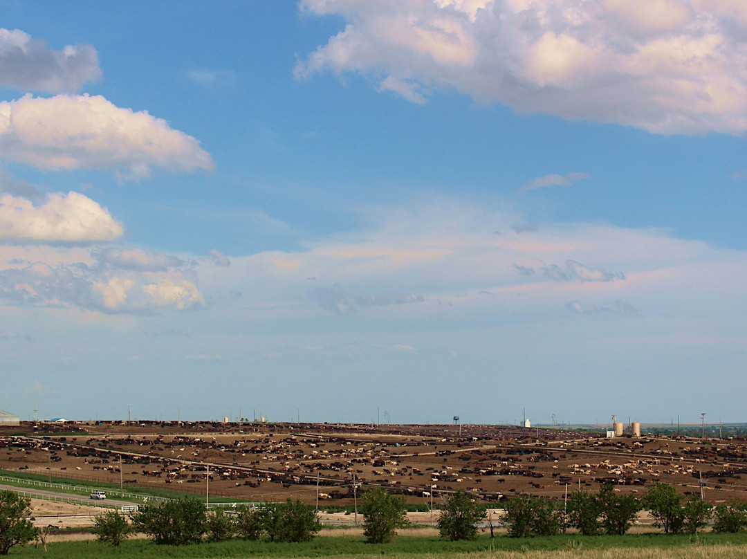 Cattle Feedlot Overlook-道奇城必去景点