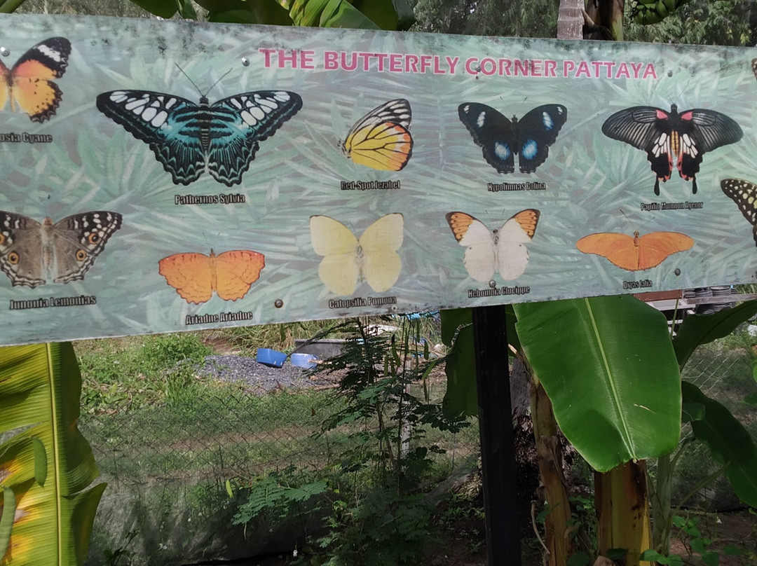 The Butterfly Corner-芭堤雅必去景点