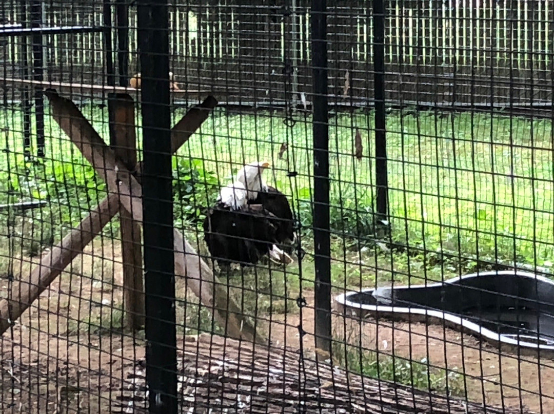 The Zoo in Forest Park & Education Center-斯普林菲尔德必去景点