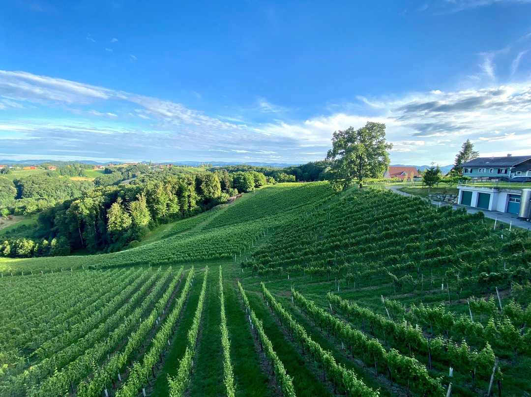 Weingut Assigal主图