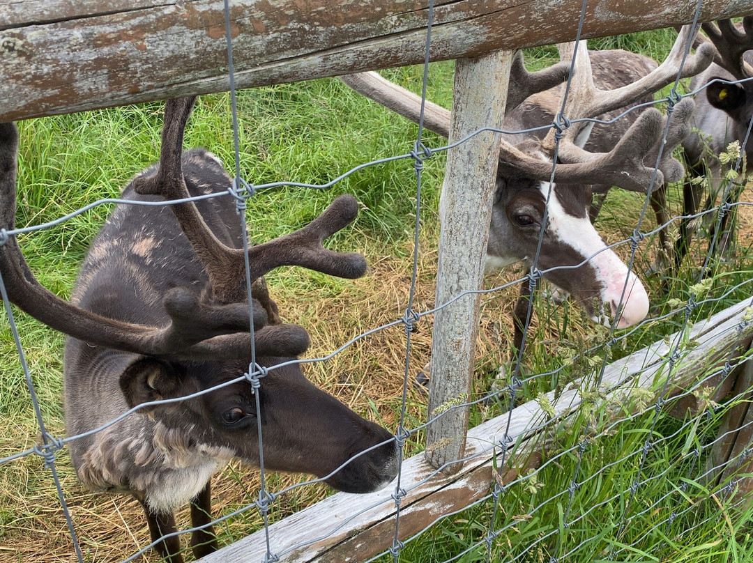 Reindeer Ranch-幌延町必去景点