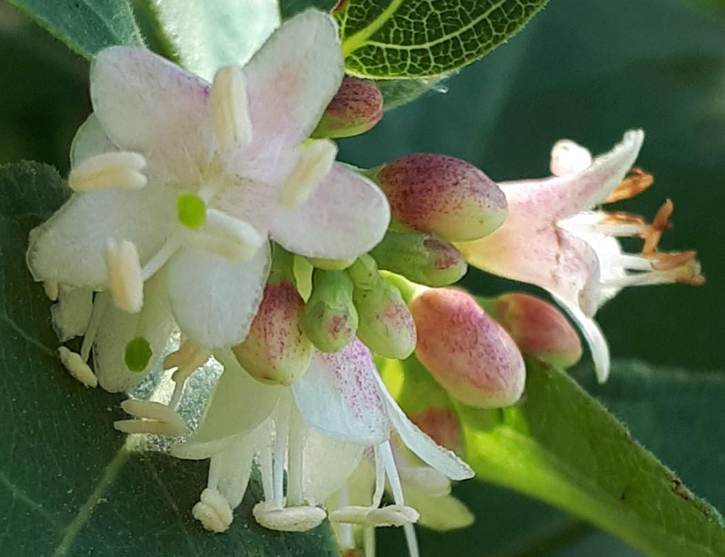 Maple Grove Dog Park-温尼伯必去景点