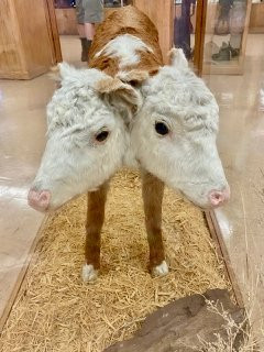 Fort Cody Trading Post-北普拉特必去景点