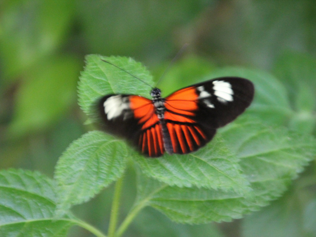 Schmetterlingspark Fehmarn景点图片