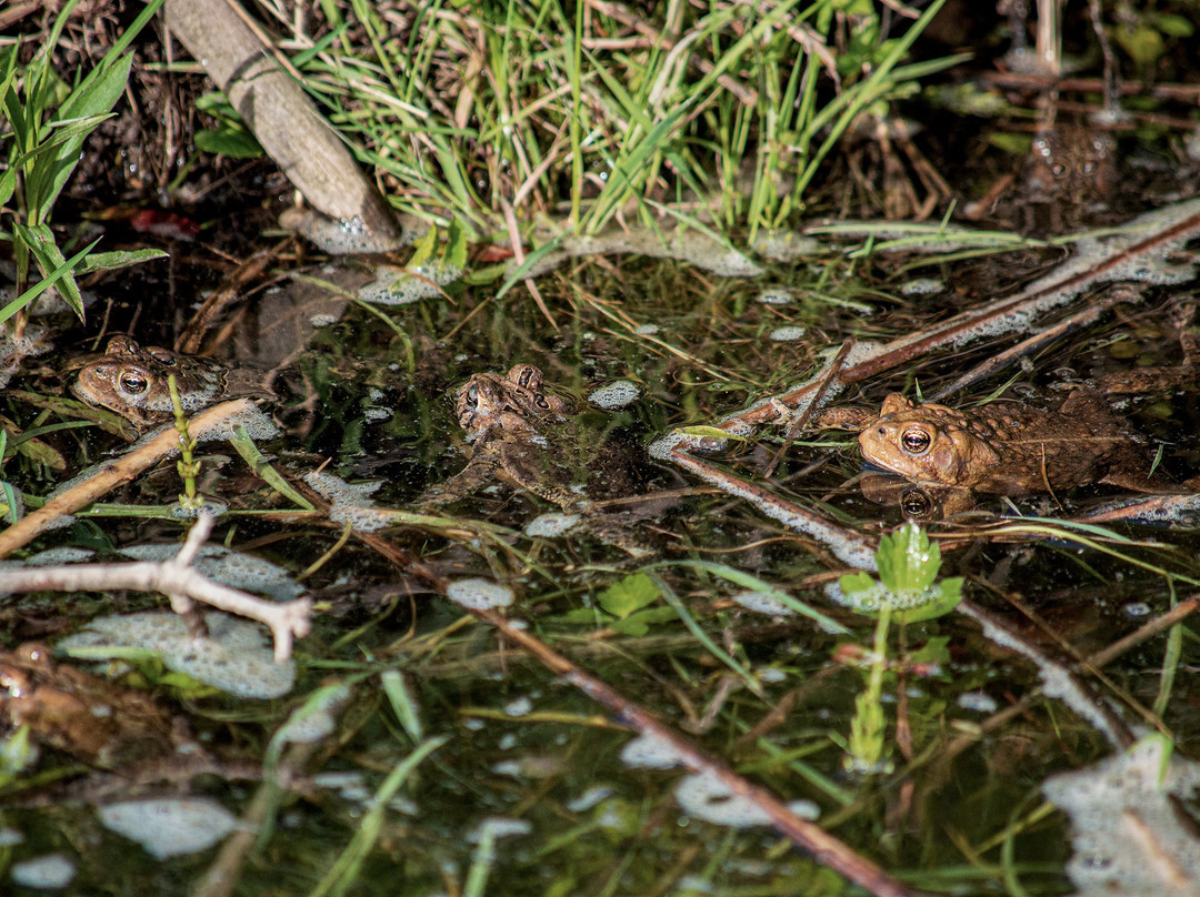 Amherst State Park-艾姆赫斯特必去景点