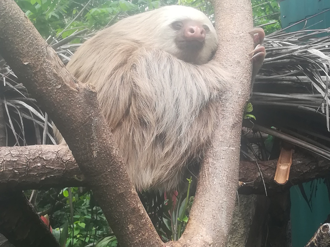 Refugio Animal De Costa Rica景点图片