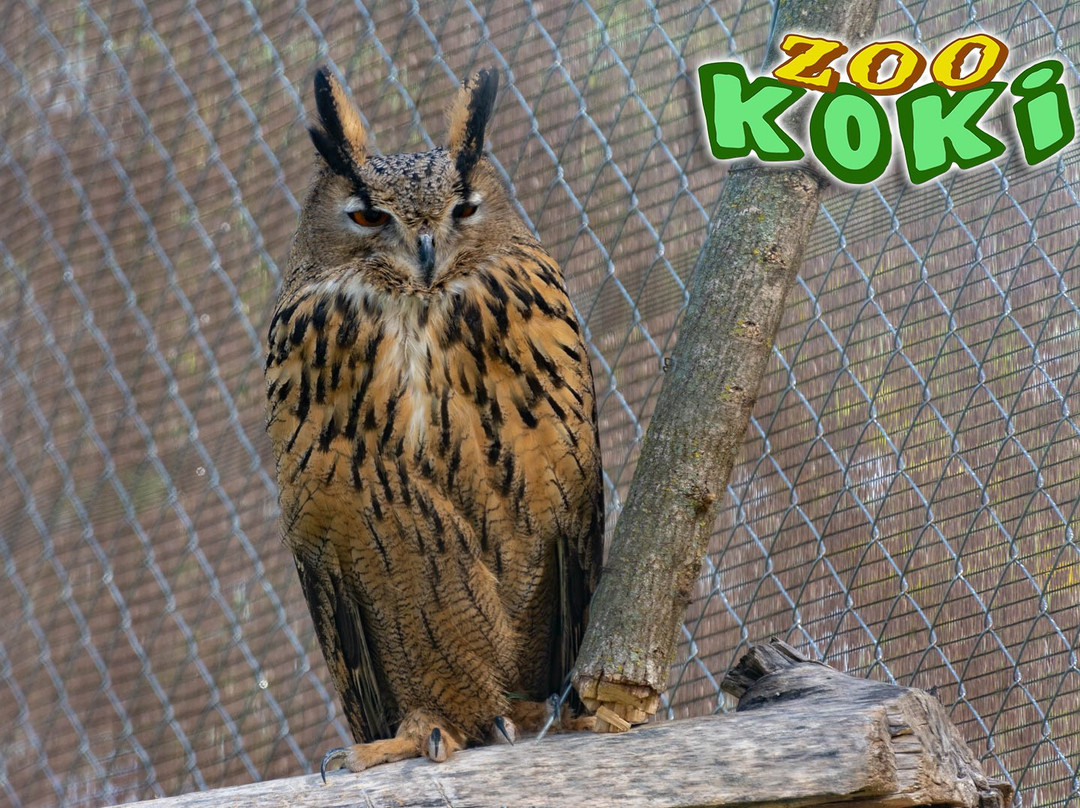 Zoo Koki Parque Zoologico y Botanico景点图片