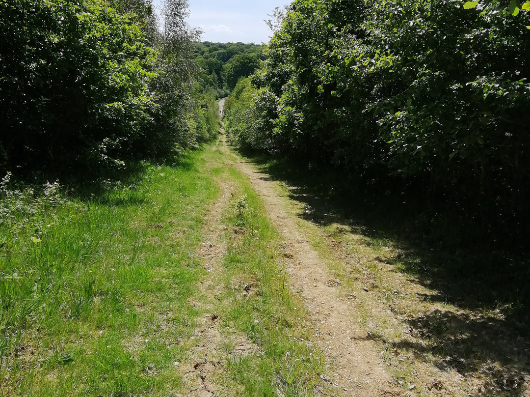 Forêt Domaniale de Rihoult景点图片