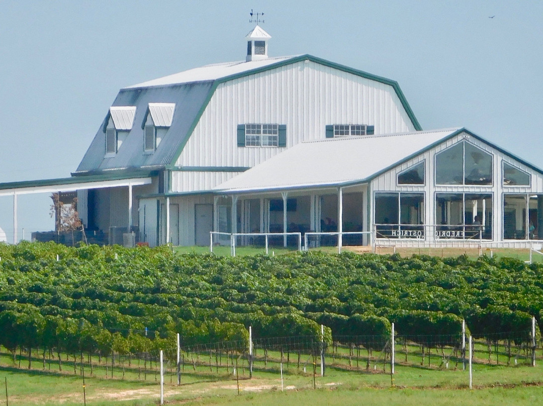 Blue Ostrich Winery & Vineyard景点图片