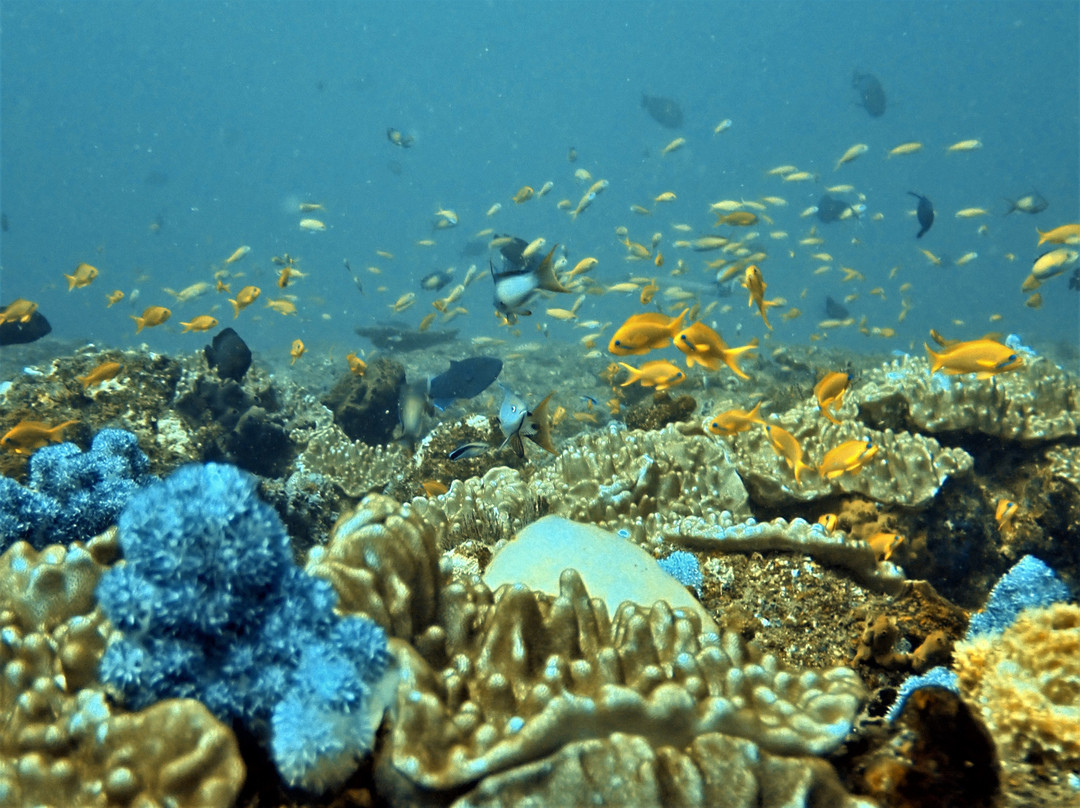Barra Reef Divers景点图片