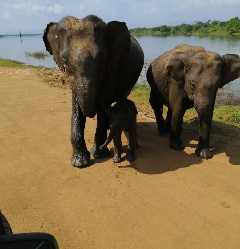 Toursrilankawb-埃勒必去景点