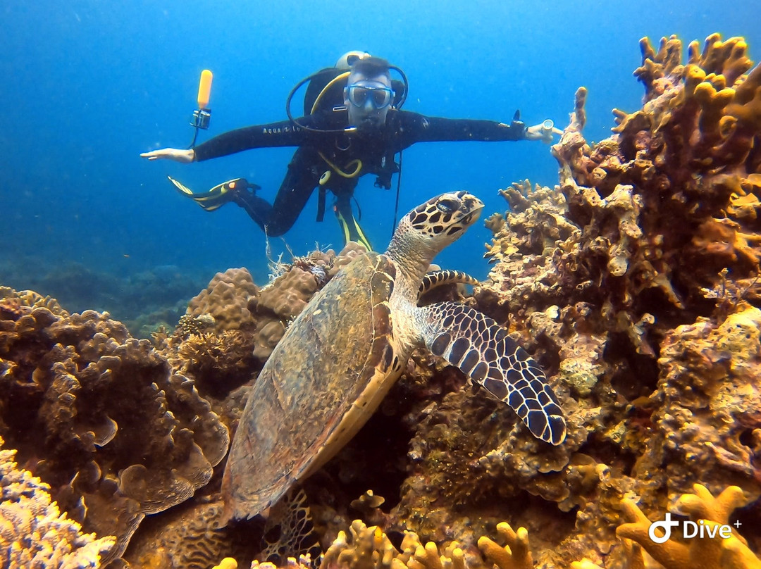 Dive Point Siquijor-圣胡安必去景点