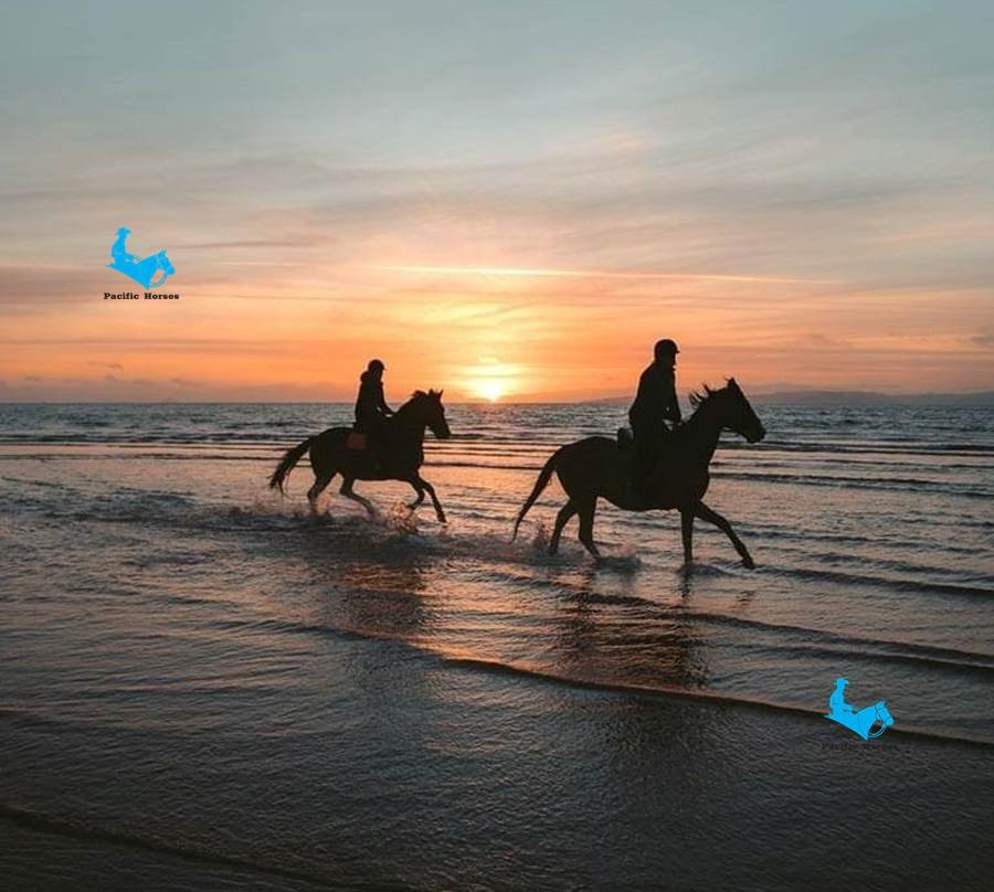 Pacific Horses景点图片