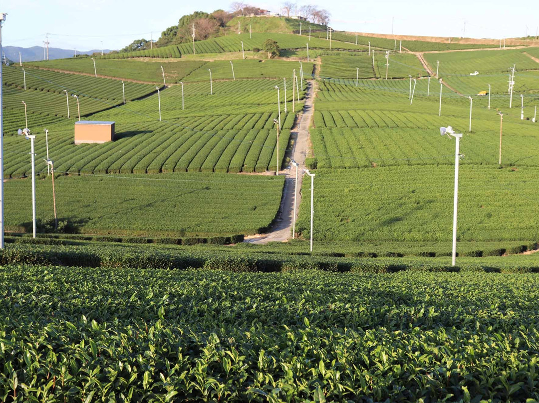 Yame Chuo Tea Garden-八女市必去景点