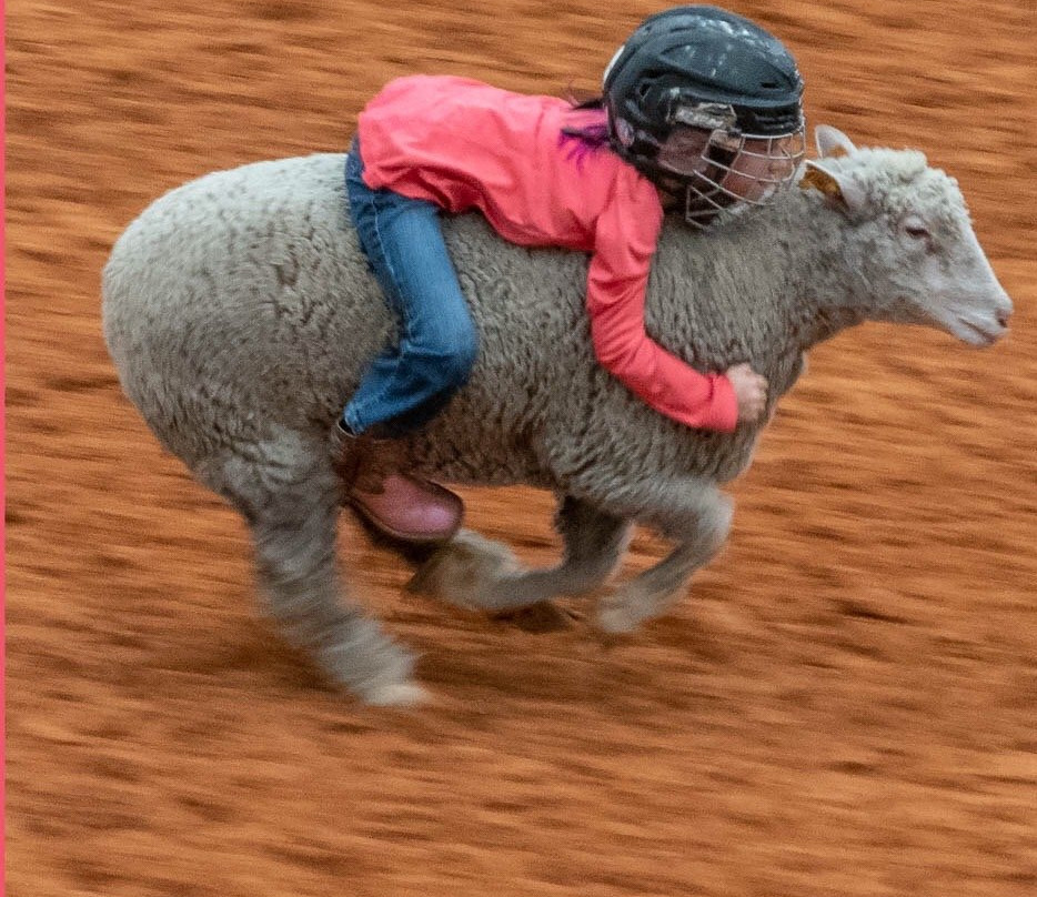 Arcadia All-Florida Championship Rodeo-阿卡迪亚必去景点