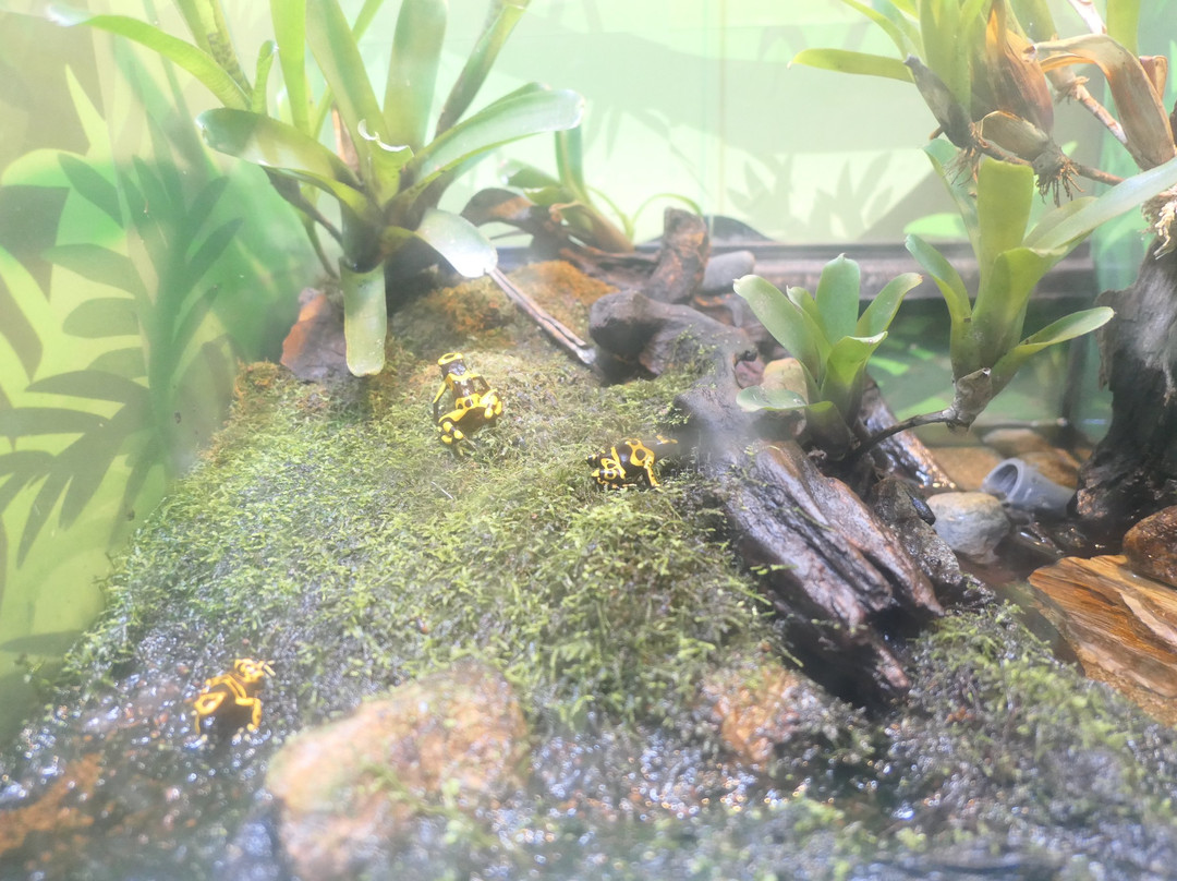 Uozu Aquarium-鱼津市必去景点
