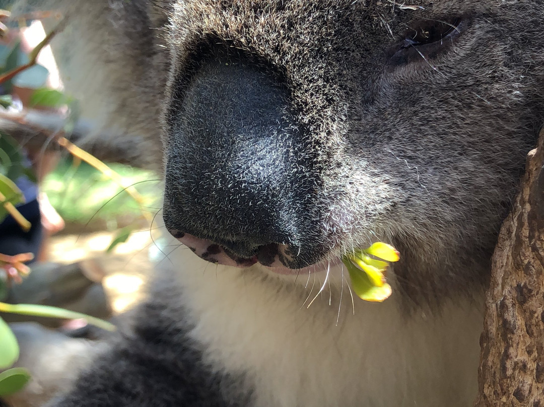 Urimbirra Wildlife Park-维克多港必去景点
