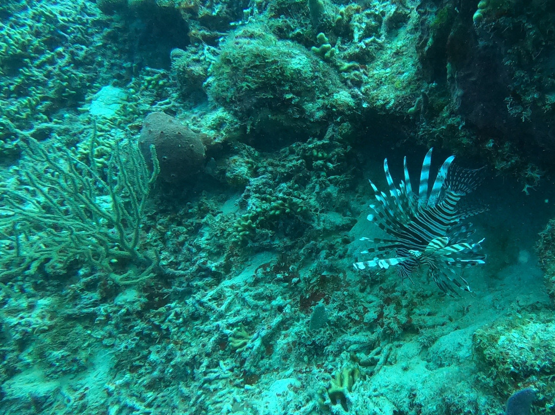 Eden Plongée-Port-Louis必去景点