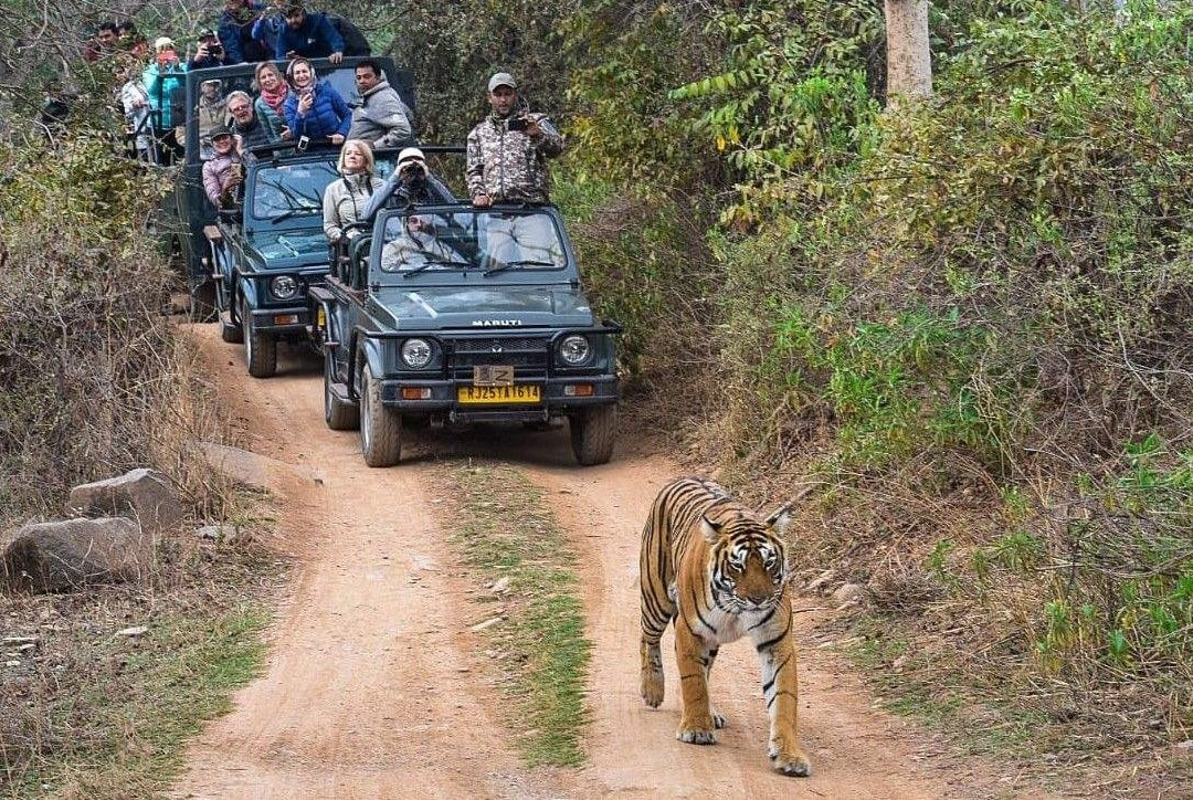 Ranthambore National Park景点图片