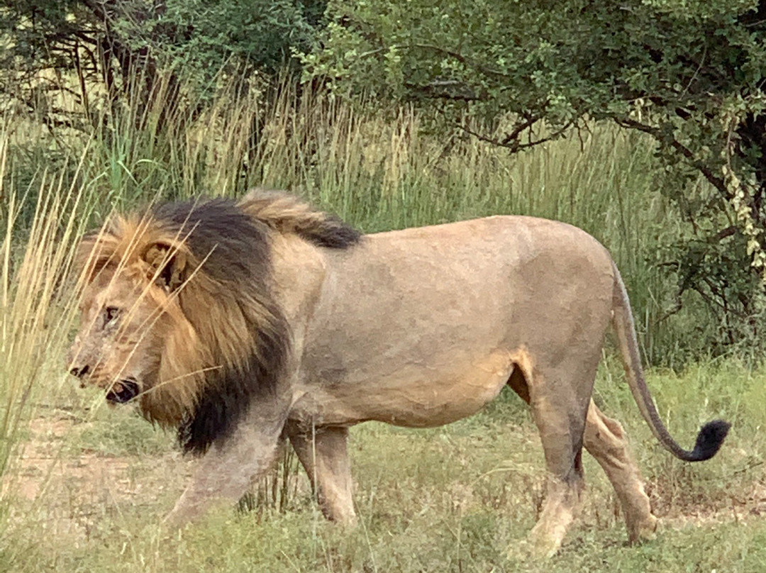 Mike Condy Tours and Safaris景点图片