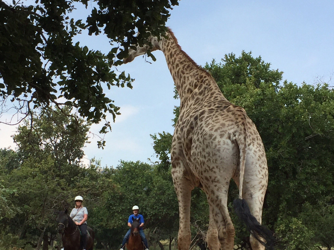 Harties Horse Trail Safaris-哈特比斯普特必去景点