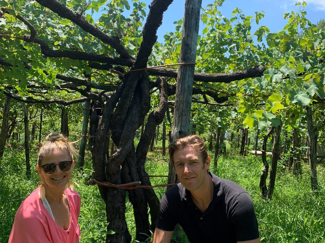 Basileo Wine and Vineyard景点图片