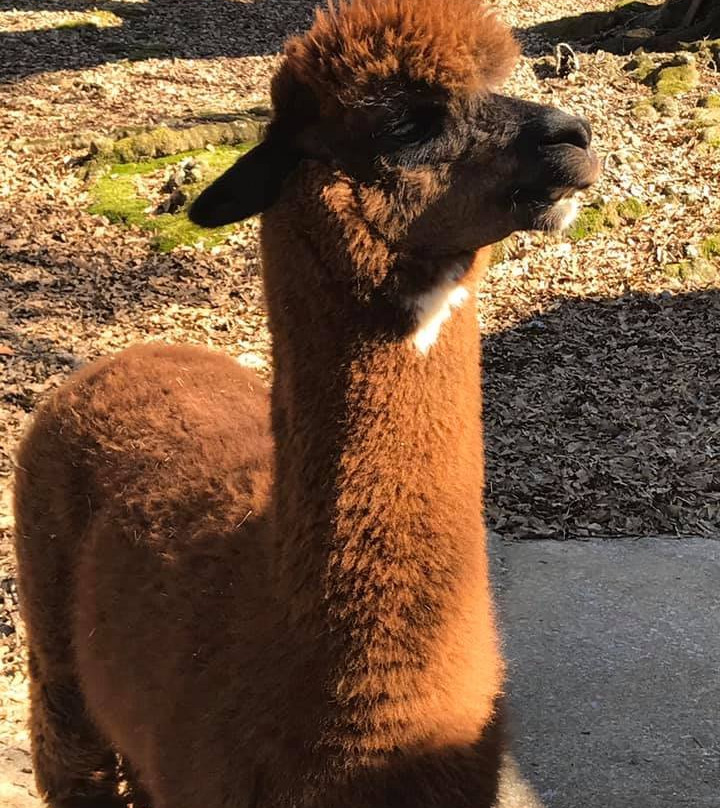 Blackberry Hill Alpacas Weddings and Events景点图片