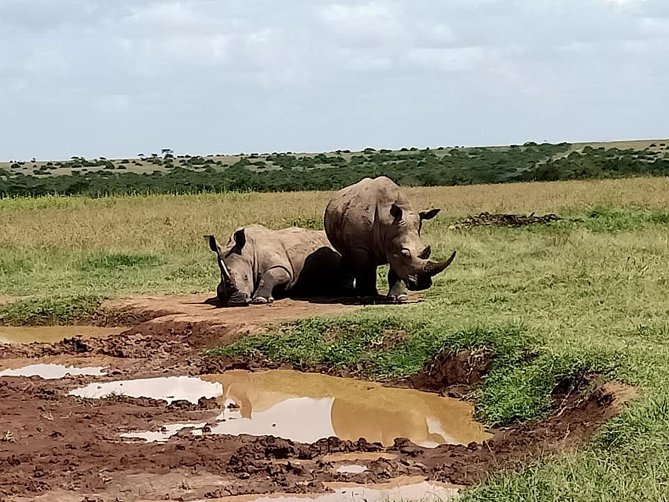 Solio Game Reserve-涅里必去景点