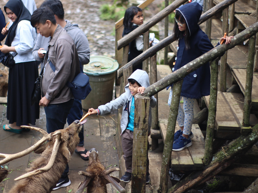 Kampung Cai Ranca Upas景点图片