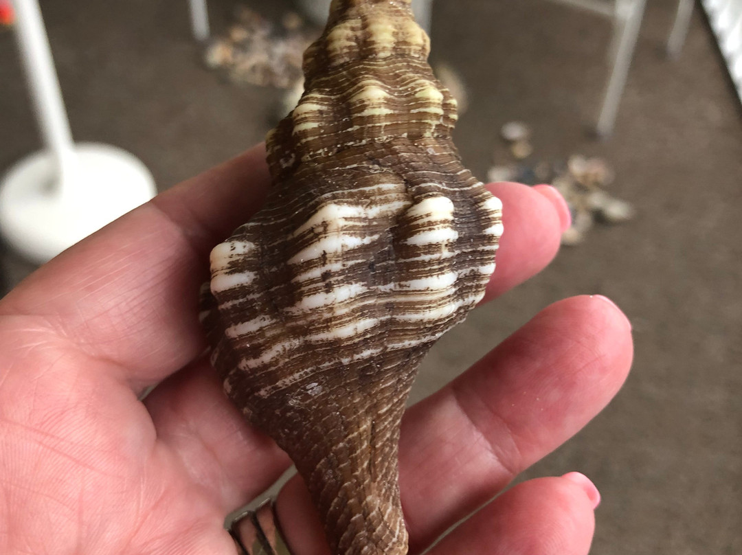 Captiva Pass-俘虏岛必去景点