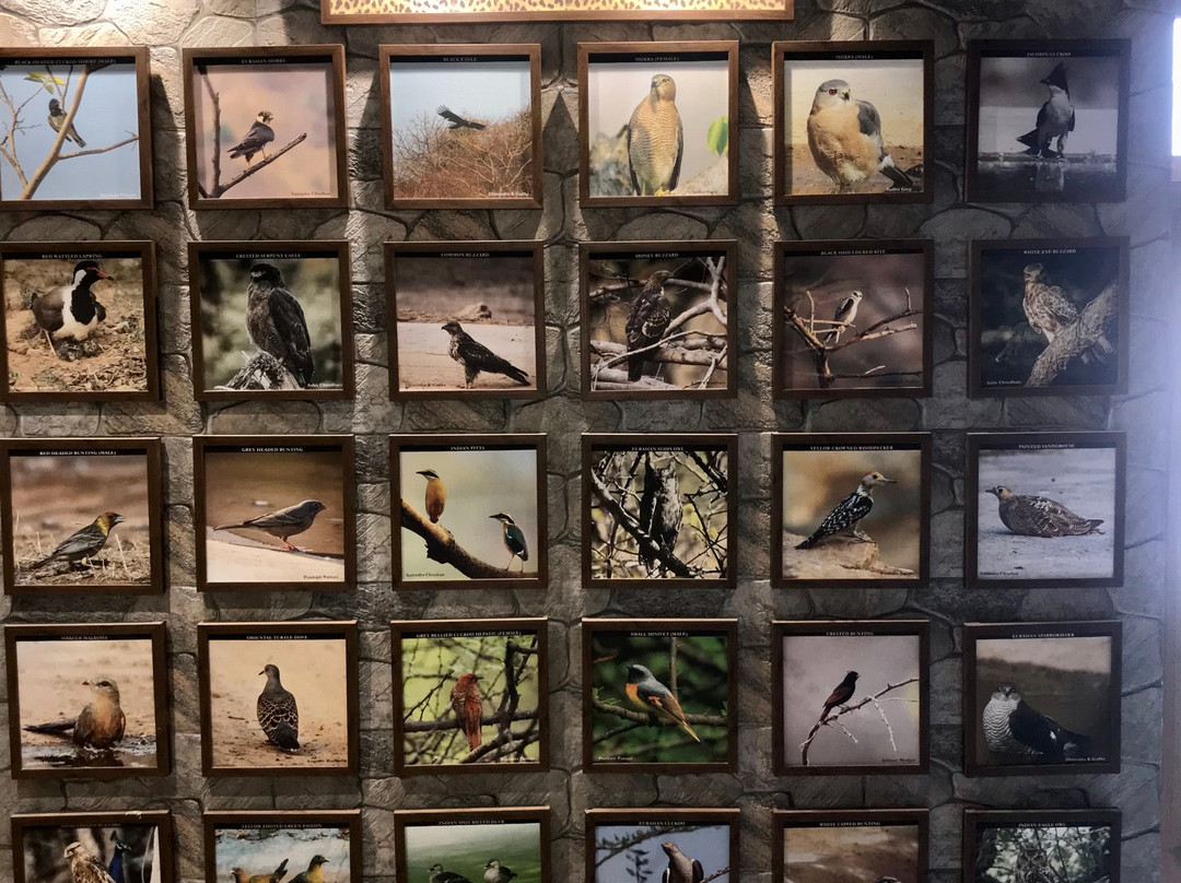 Jhalana Leopard Safari-斋蒲尔必去景点