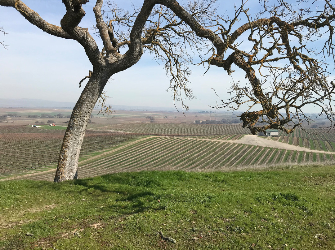 Steinbeck Vineyards & Winery景点图片