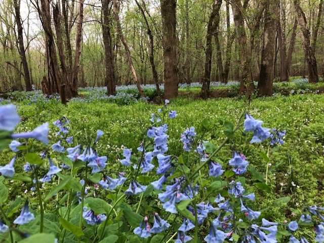 Merrimac Farm Wildlife Management Area景点图片