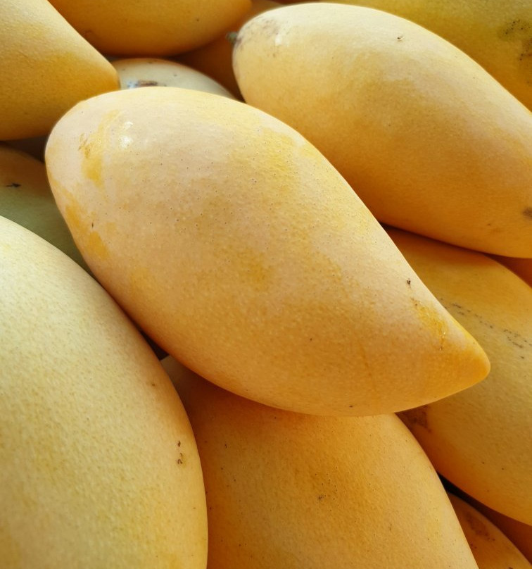 Mango Sticky Rice Mae Sot (Pa Na)
