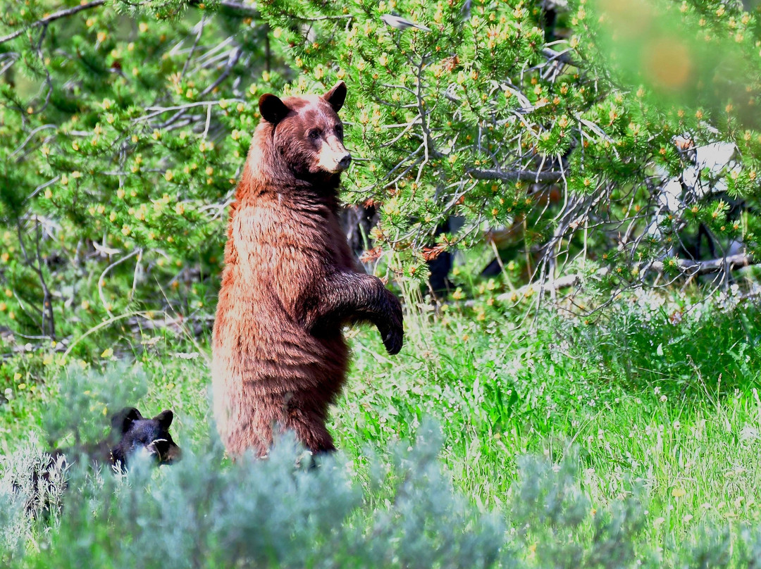 Yellowstone Adventure Tours-大斯凯必去景点