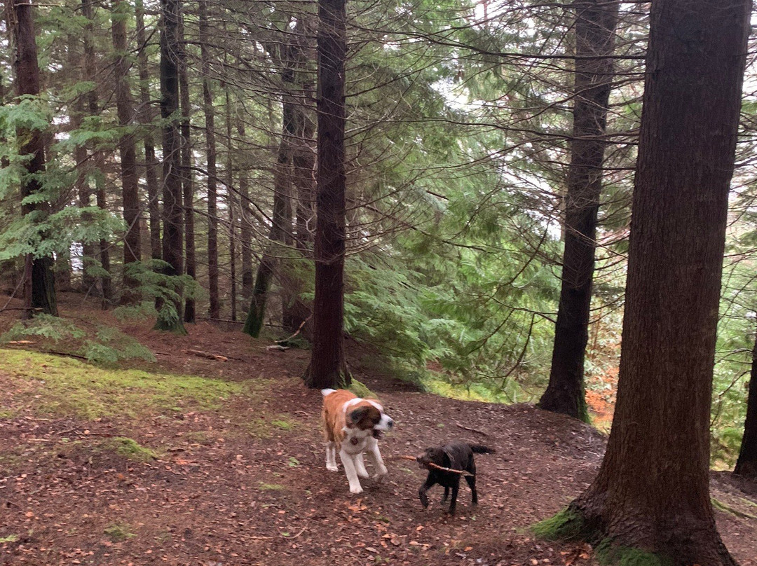 Balmacara Estate and Lochalsh Woodland Walks景点图片