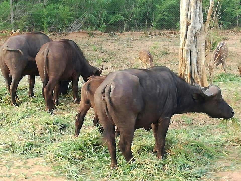 Basnayaka Tours-Embilipitiya必去景点