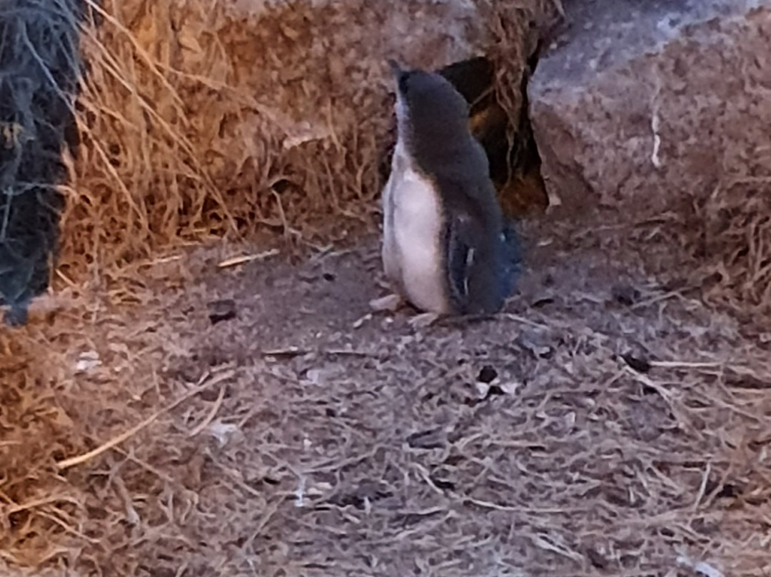 Penguin Centre-维克多港必去景点