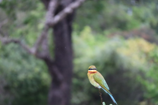 Earth Lanka tours-卡塔拉伽马必去景点