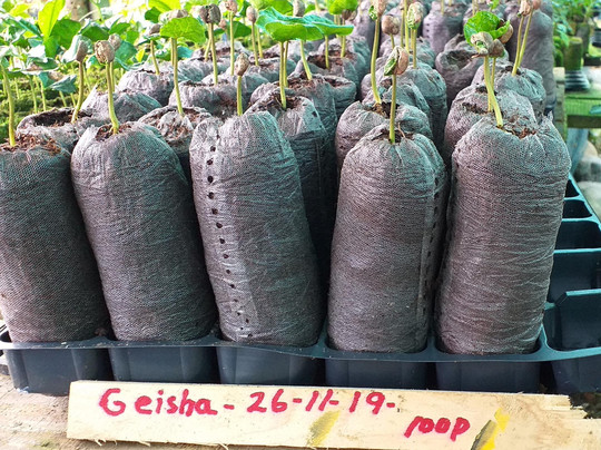 Coffea diversa-Buenos Aires必去景点