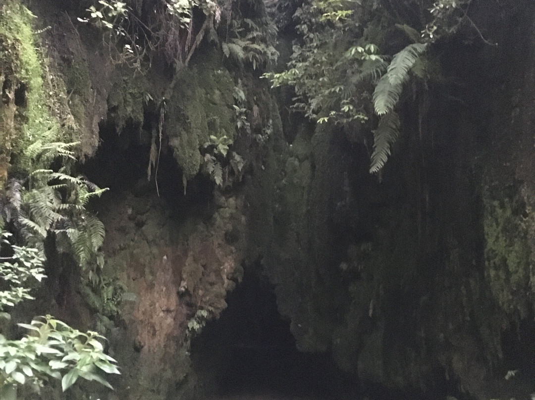 Limestone Creek Glow Worms Caves景点图片