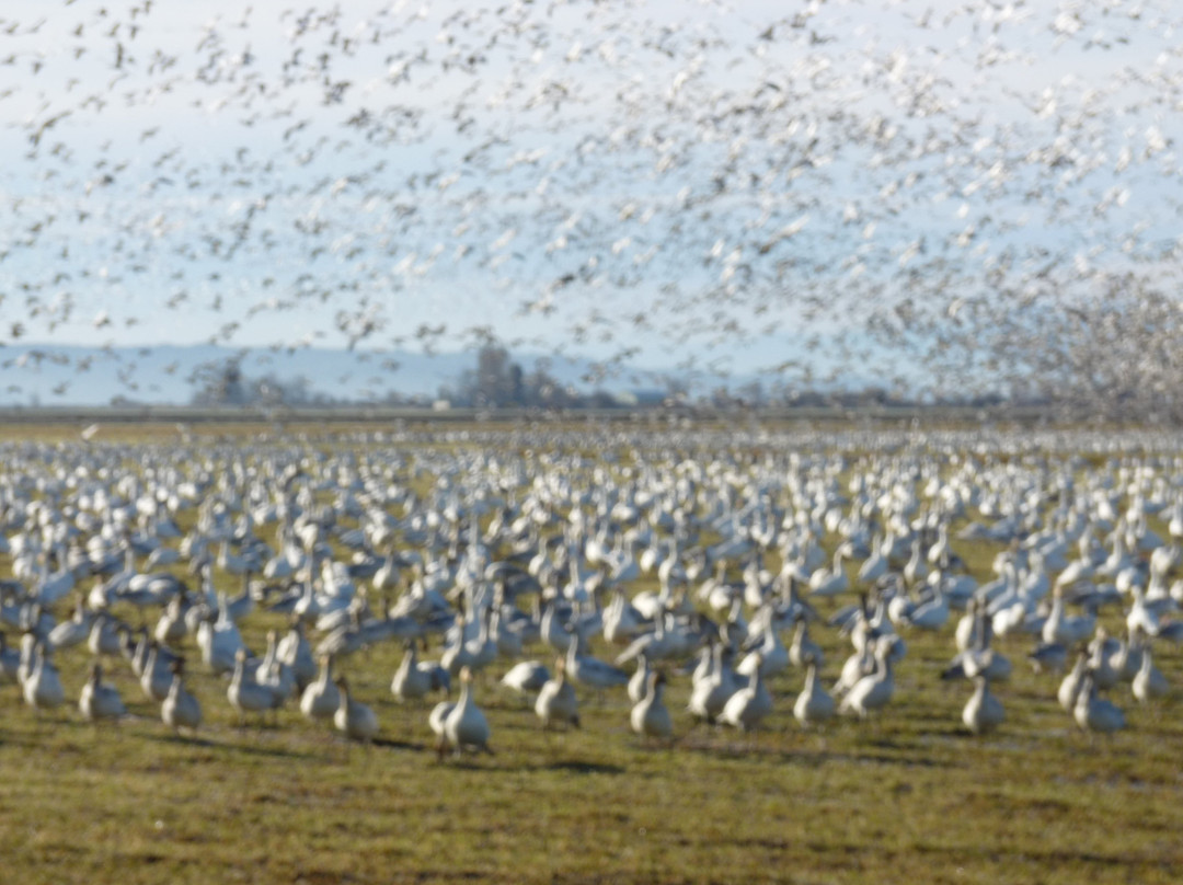 Fir Island Snow Goose Reserve-Conway必去景点