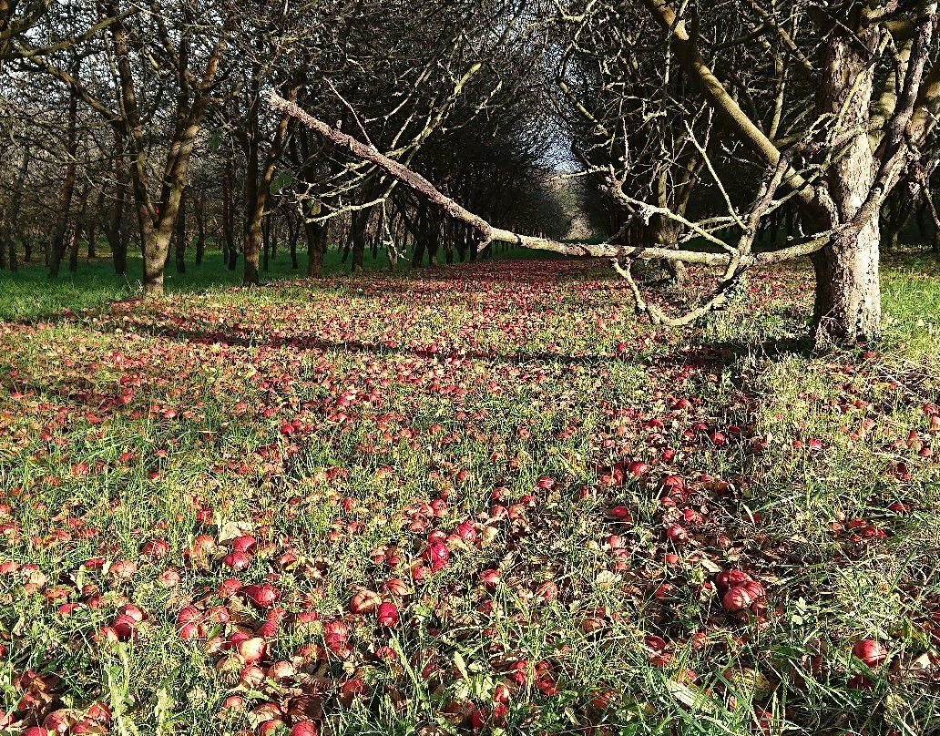 Cidre Sehedic景点图片