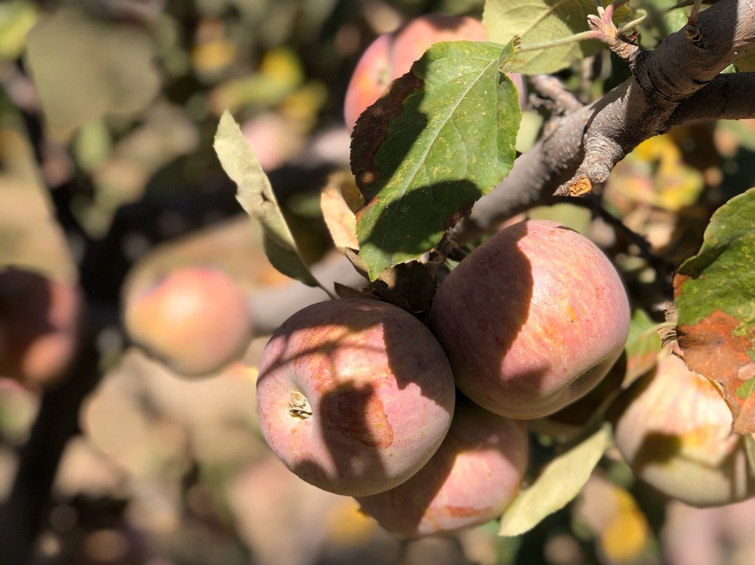Riley's Farm-Oak Glen必去景点