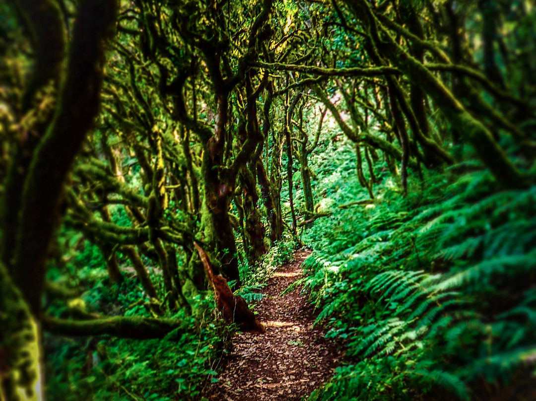Bosque del Cedro-Hermigua必去景点