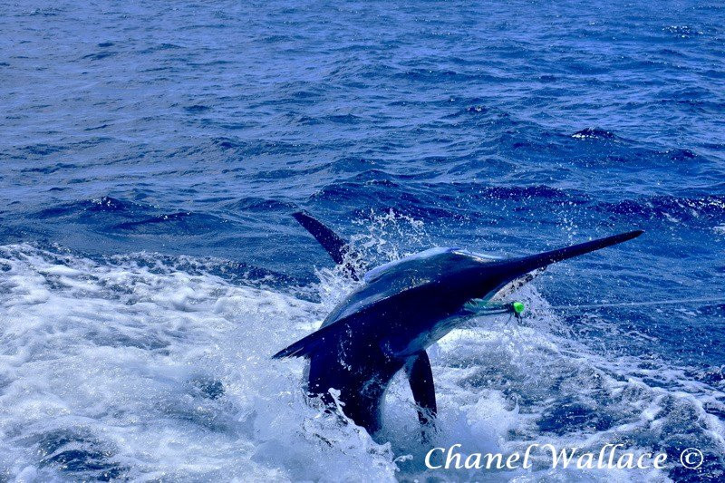 Majestic Marlin Brazil-Canavieiras必去景点