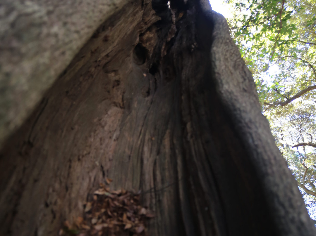 Agata Shrine-大网白里町必去景点