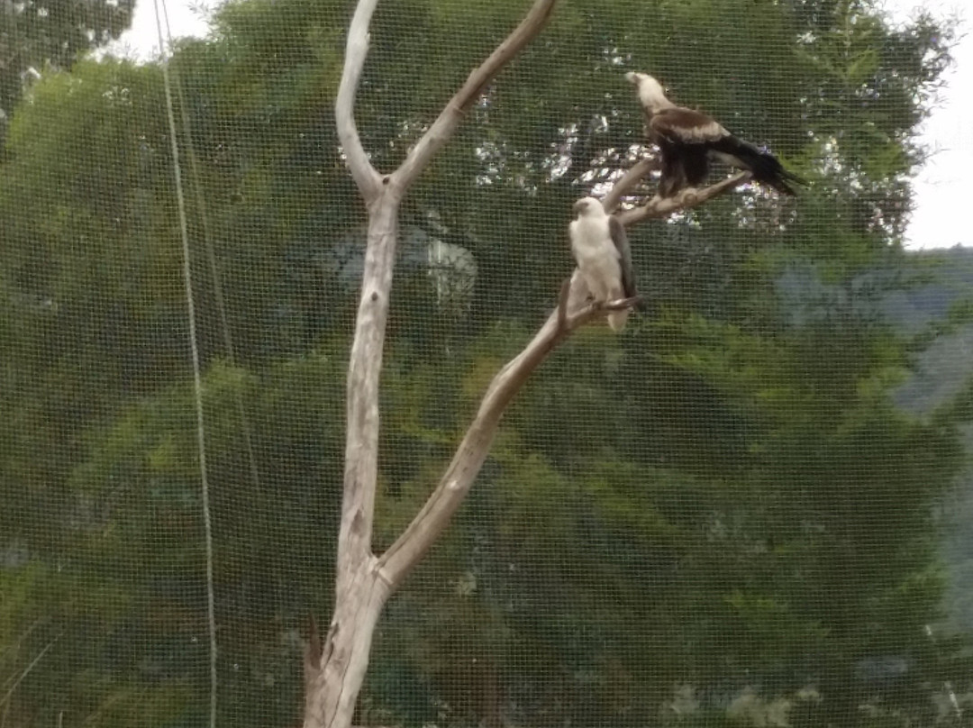 Raptor Refuge景点图片