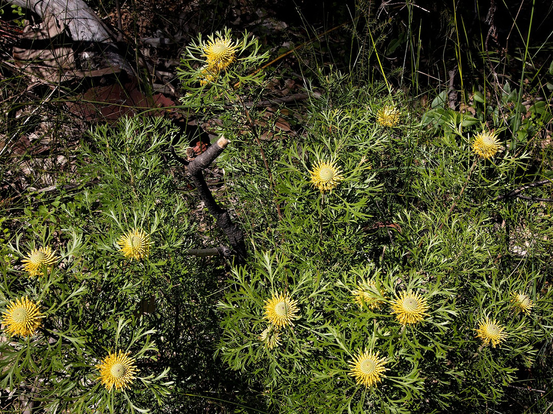 Curra Moors Track-Royal National Park必去景点