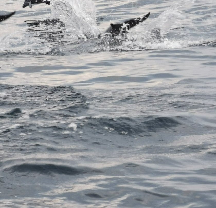 Blue Water Dolphin Tours Pulau Weh-韦岛必去景点